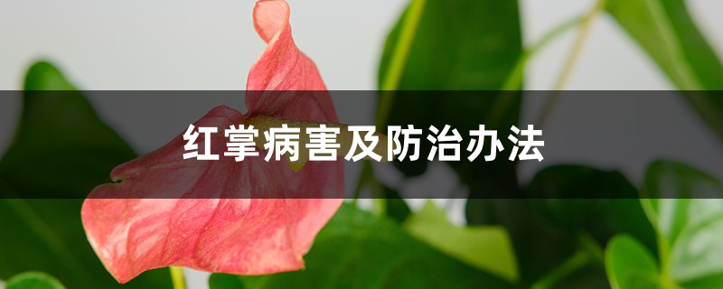 红掌病害及防治办法