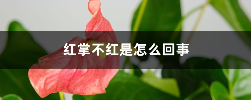 红掌不红是怎么回事