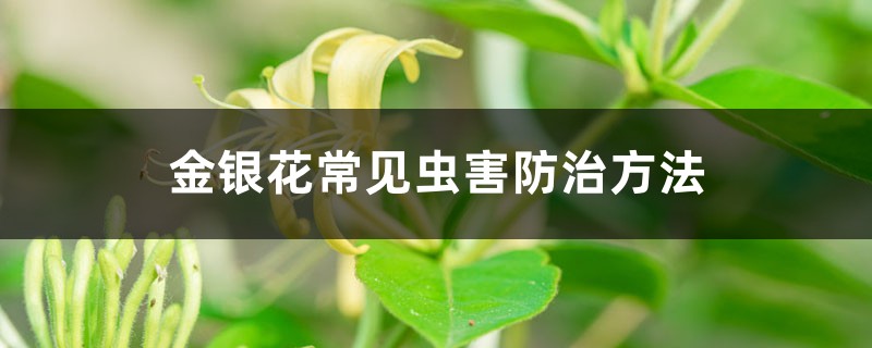 金银花常见虫害防治方法