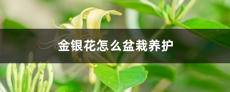 金银花怎么盆栽养护