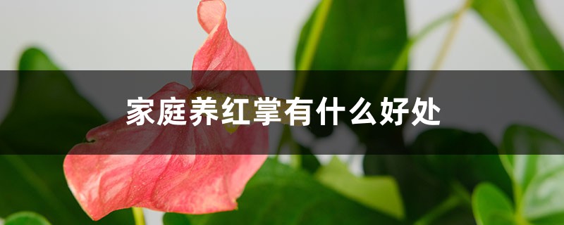 家庭养红掌有什么好处