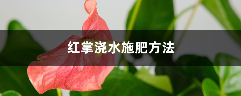 红掌浇水施肥方法