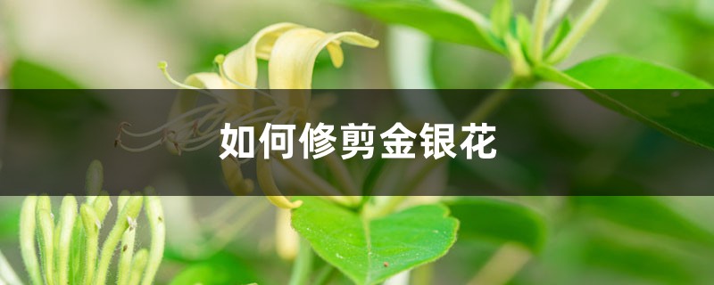 如何修剪金银花