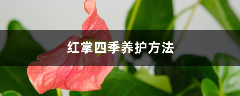 红掌四季养护方法