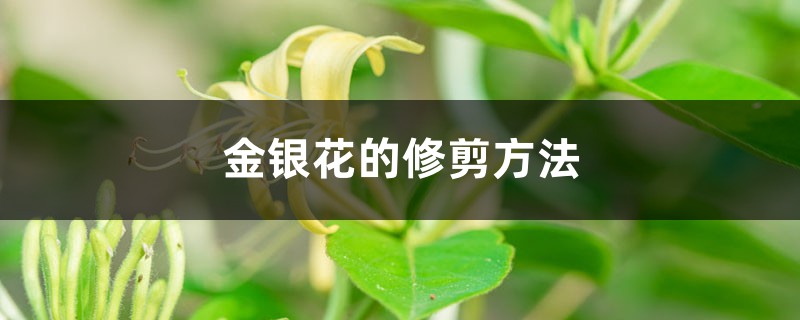 金银花的修剪方法