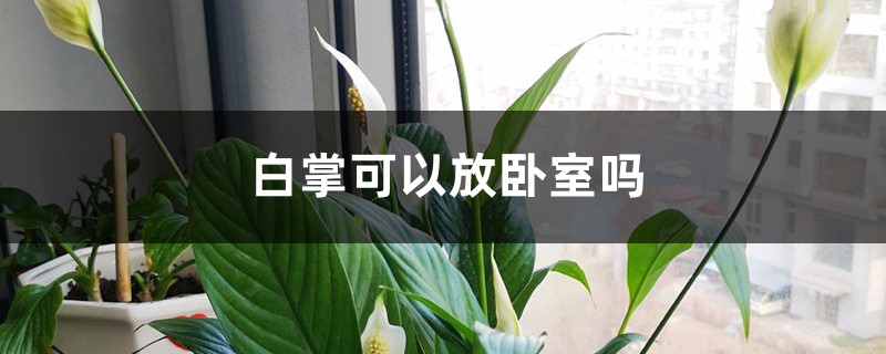 白掌可以放卧室吗