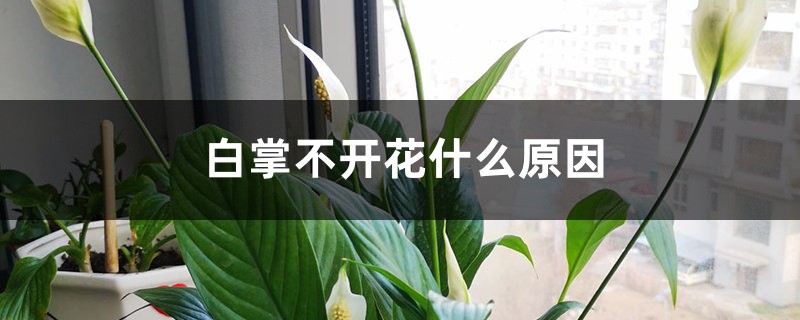 白掌不开花什么原因