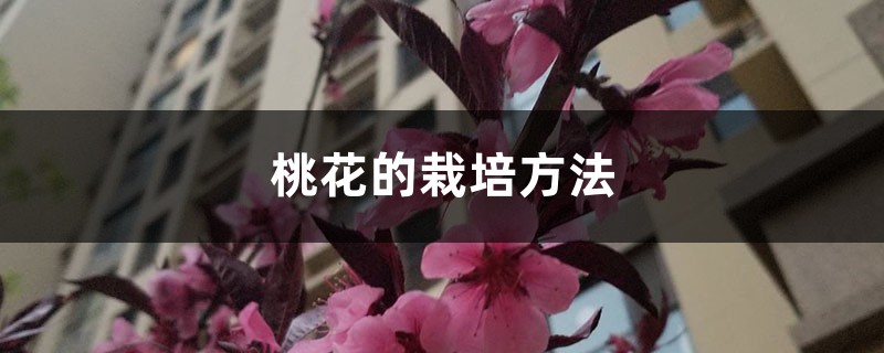 桃花的栽培方法