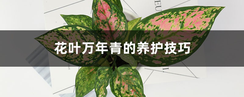 花叶万年青的养护技巧