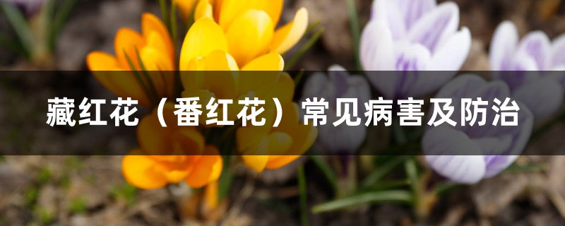 藏红花（番红花）常见病害及防治