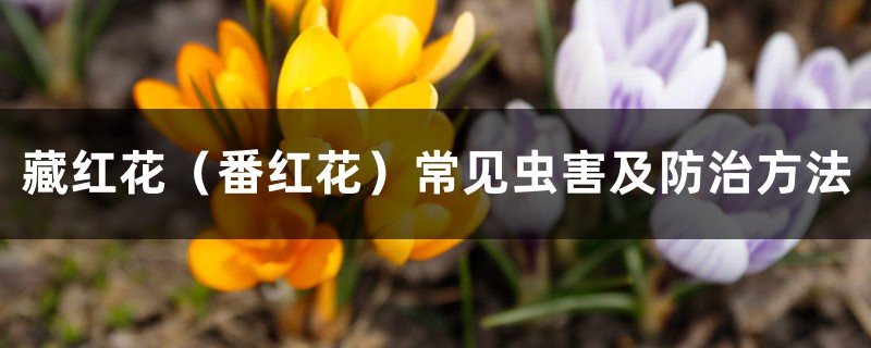 藏红花（番红花）常见虫害及防治方法