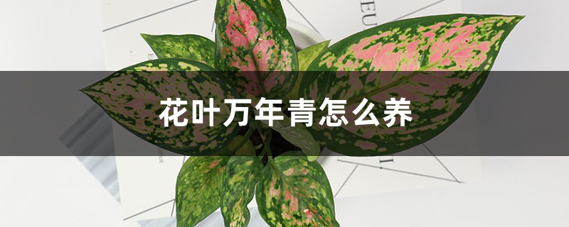 花叶万年青的养殖方法和注意事项