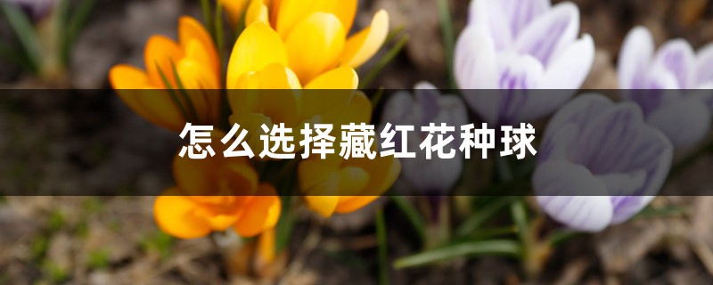 怎么选择藏红花种球