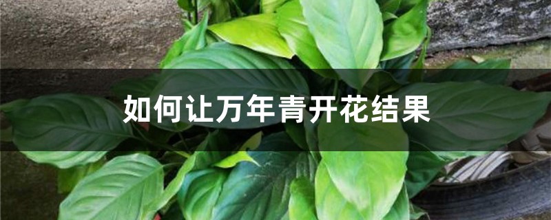 如何让万年青开花结果