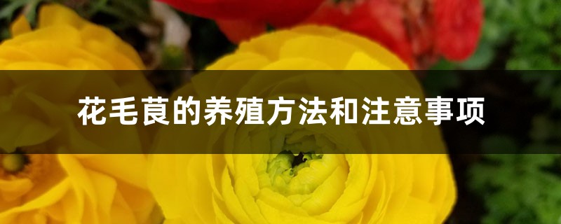 花毛茛的养殖方法和注意事项