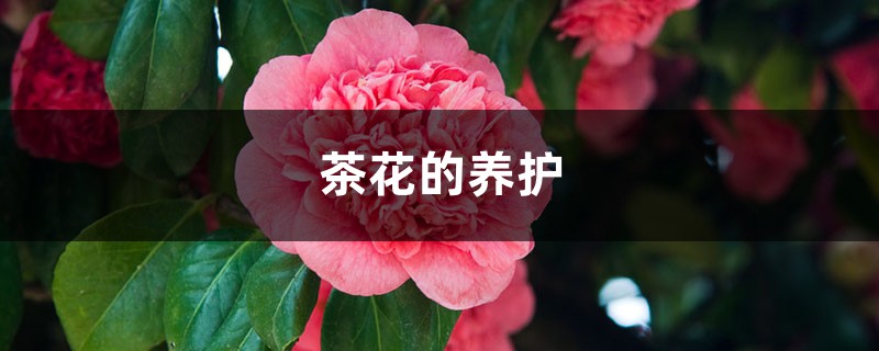 茶花的养护