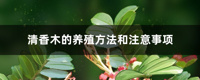 清香木的养殖方法和注意事项