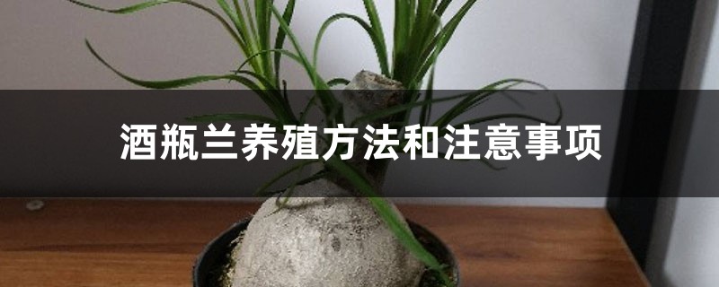 酒瓶兰养殖方法和注意事项