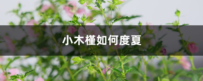 小木槿如何度夏