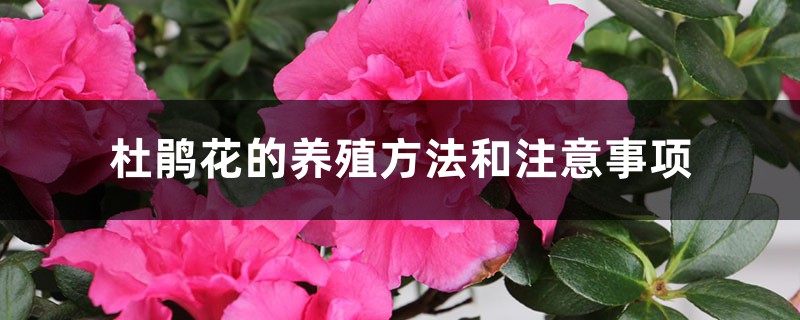 杜鹃花的养殖方法和注意事项