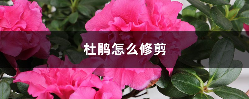 杜鹃怎么修剪 杜鹃怎么修剪