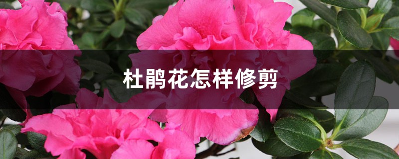 杜鹃花怎样修剪