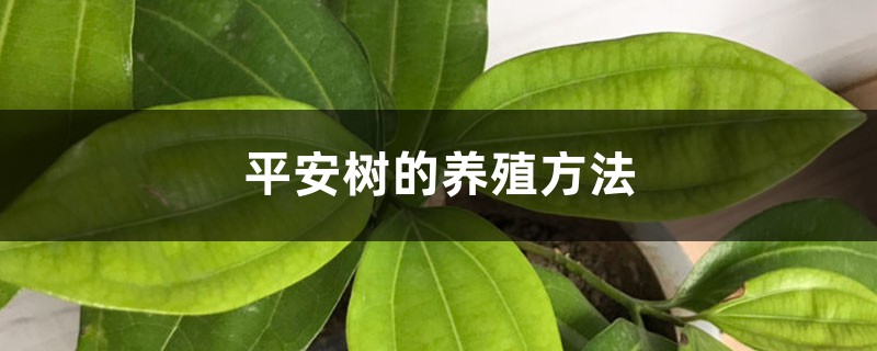 平安树的养殖方法