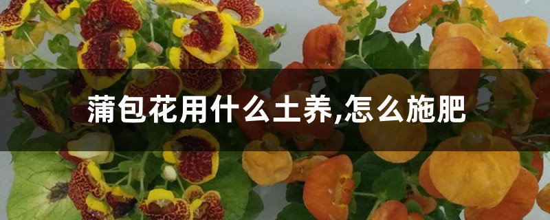 蒲包花用什么土养,怎么施肥