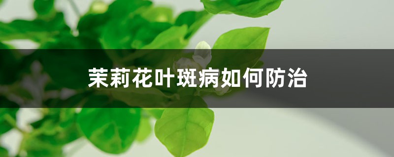 茉莉花叶斑病如何防治