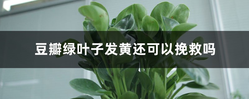 豆瓣绿叶子发黄还可以挽救吗 豆瓣绿叶子发黄还可以挽救吗
