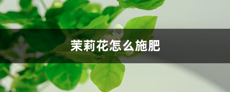 茉莉花怎么施肥