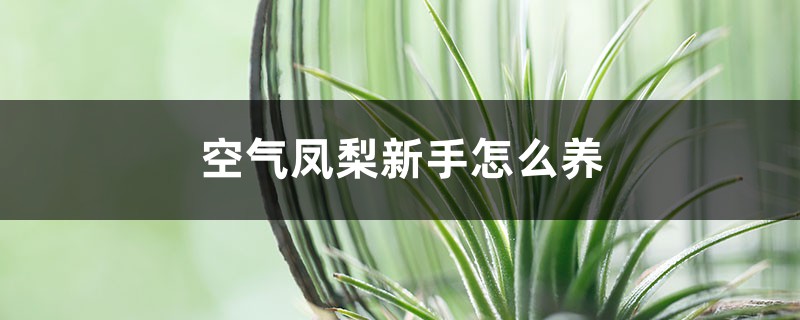 空气凤梨新手怎么养