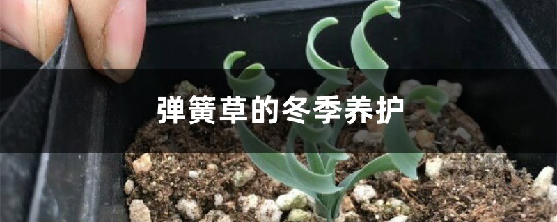 弹簧草的冬季养护 弹簧草的冬季养护