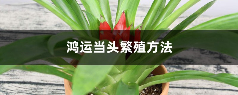 鸿运当头繁殖方法 鸿运当头繁殖方法