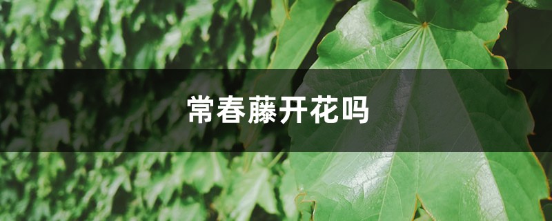 常春藤开花吗