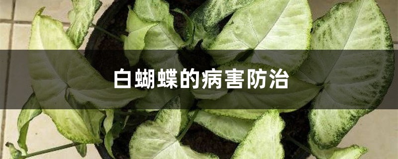 白蝴蝶的病害防治