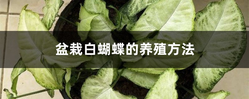 盆栽白蝴蝶的养殖方法