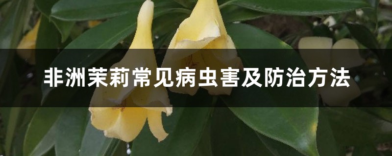 非洲茉莉常见病虫害及防治方法