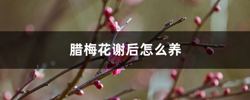 腊梅花谢后怎么养