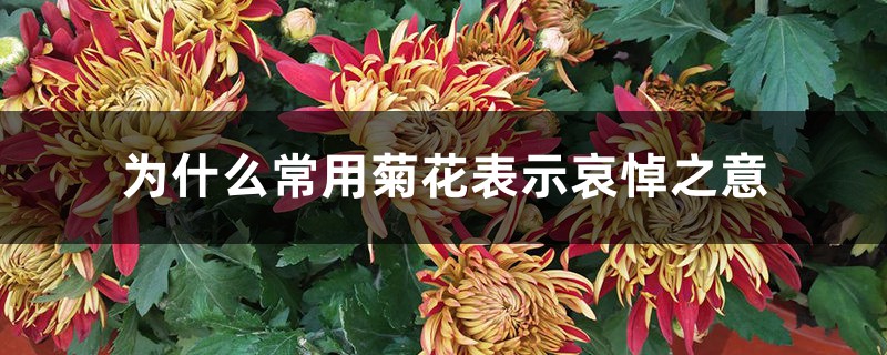 为什么常用菊花表示哀悼之意