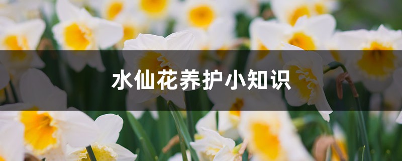 水仙花养护小知识