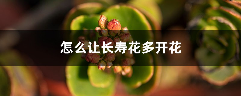 怎么让长寿花多开花