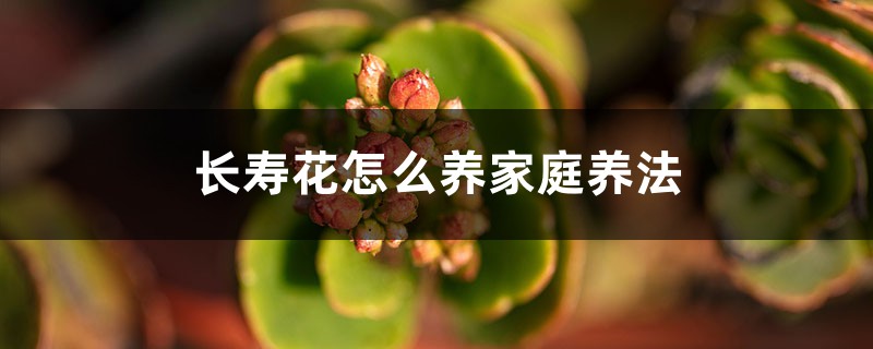 长寿花怎么养家庭养法