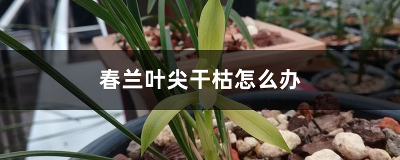 春兰叶尖干枯怎么办