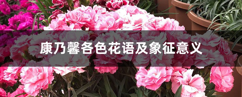 康乃馨各色花语及象征意义