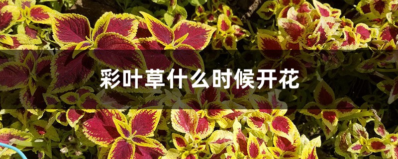 彩叶草什么时候开花