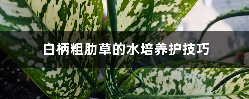 白柄粗肋草的水培养护技巧