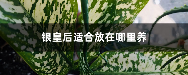 银皇后适合放在哪里养