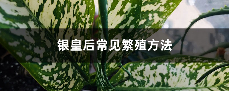 银皇后常见繁殖方法