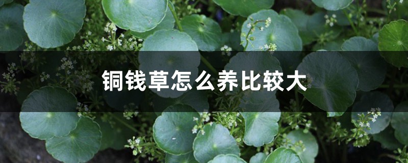 铜钱草怎么养比较大